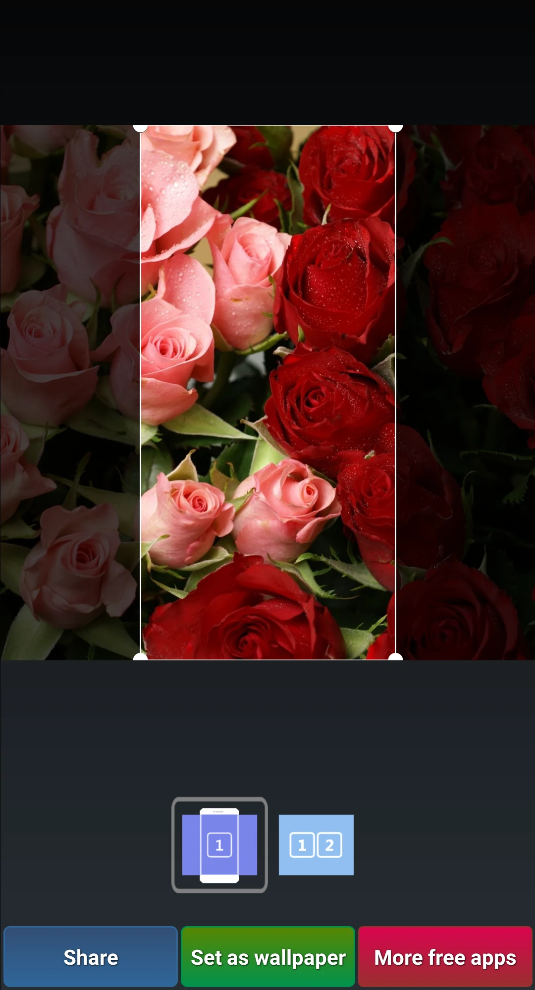 Beautiful Roses HD Wallpapers screenshot